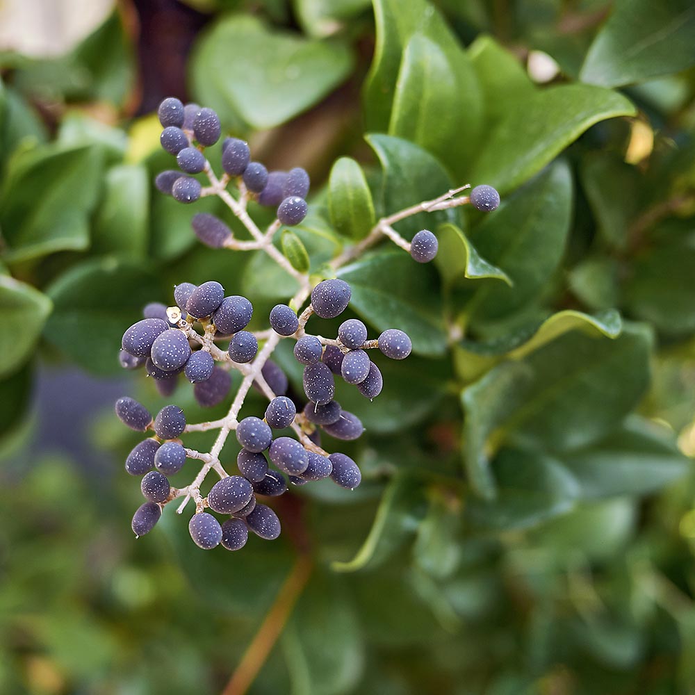 plants fig Fiddler Leaf Fig Plant