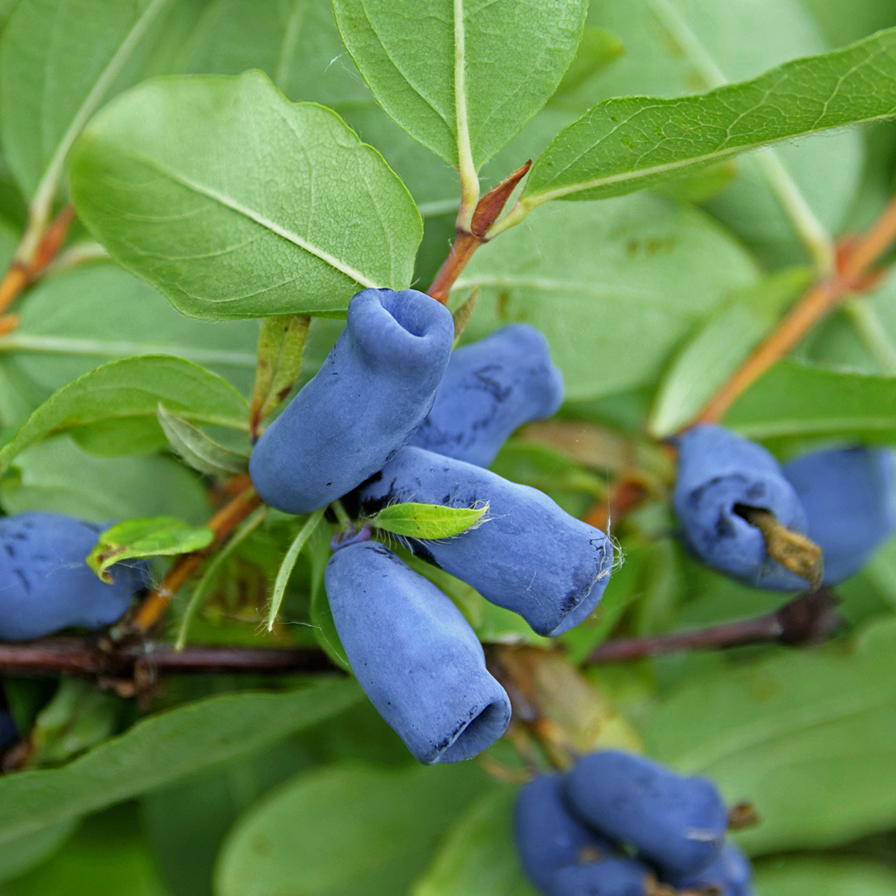 Gardify - Blaue Heckenkirsche 'Amur'
