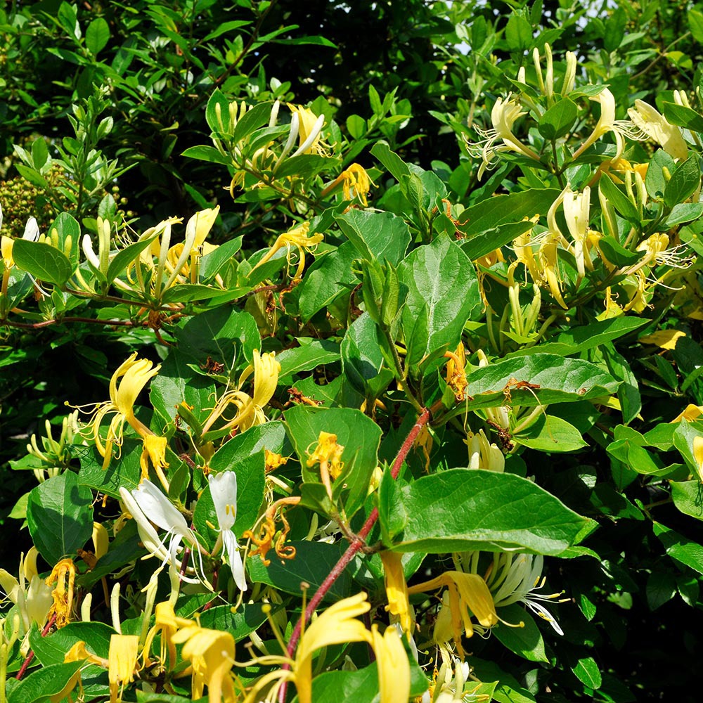 philodendron etymology Philodendron brandtianum – Sprouts of Bristol main image 0