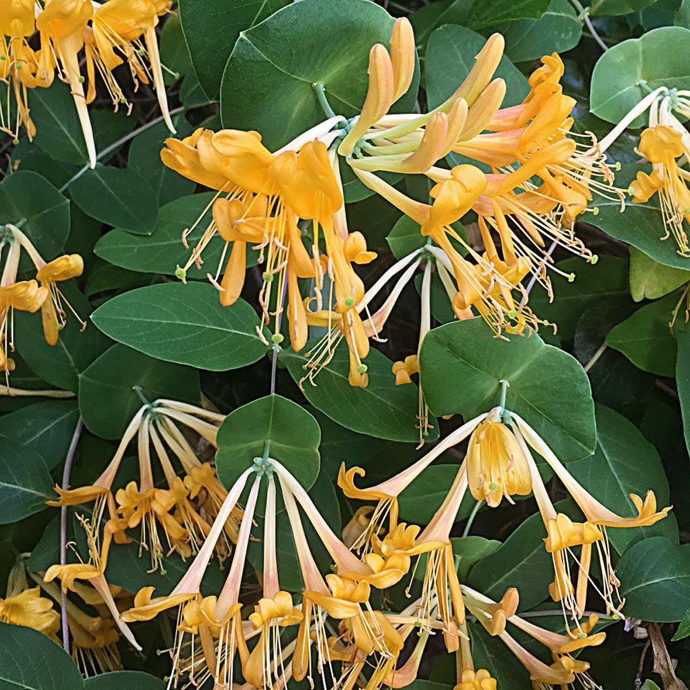philodendron micans wiki Philodendron main image 1
