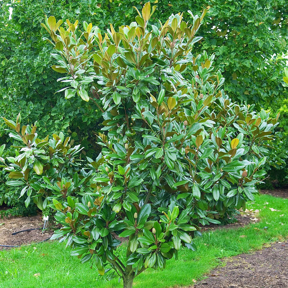 Gardify - Immergrne Magnolie 'Galissonire'
