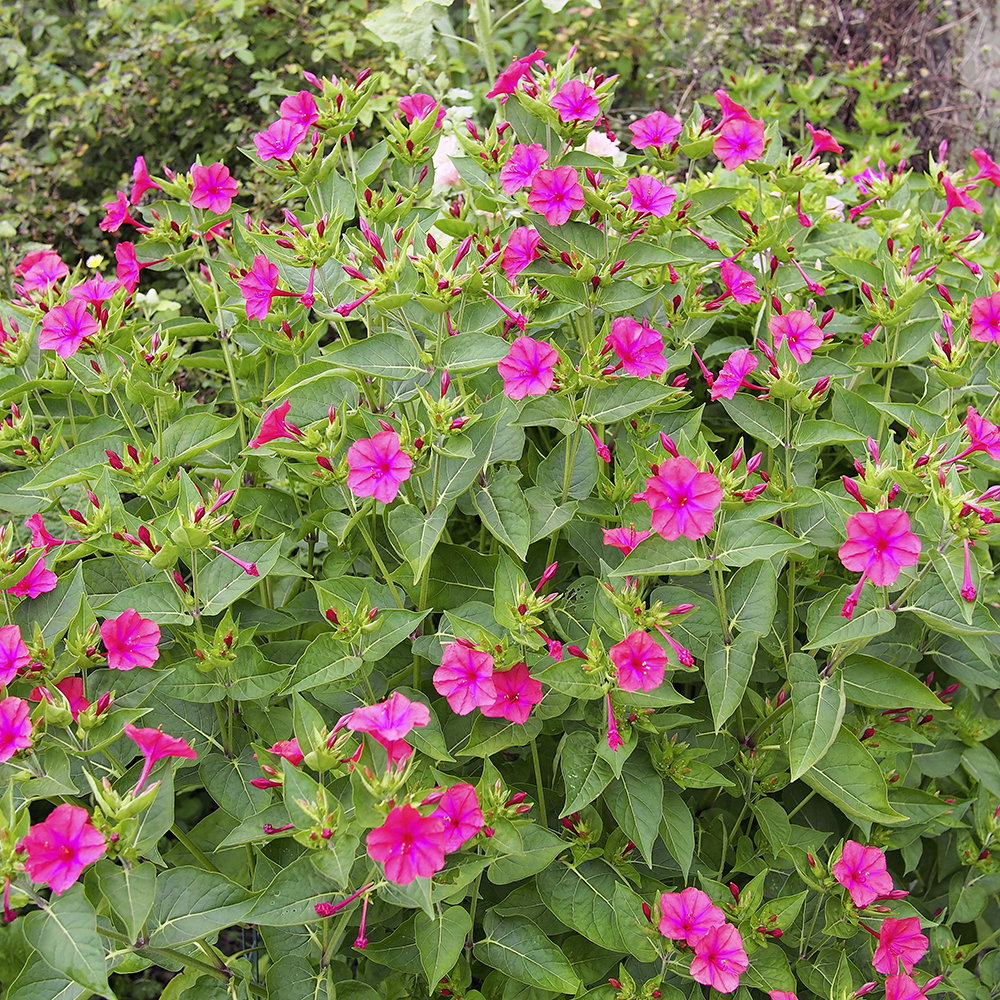 Gardify - Rosa Wunderblume