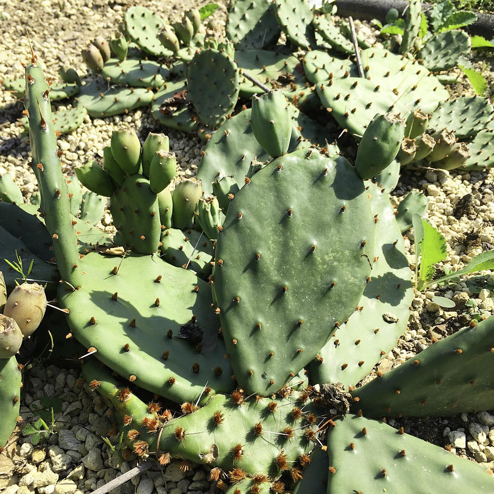 kaktus viral Kaufen Sie Computerkaktus (Cereus peruvianus)