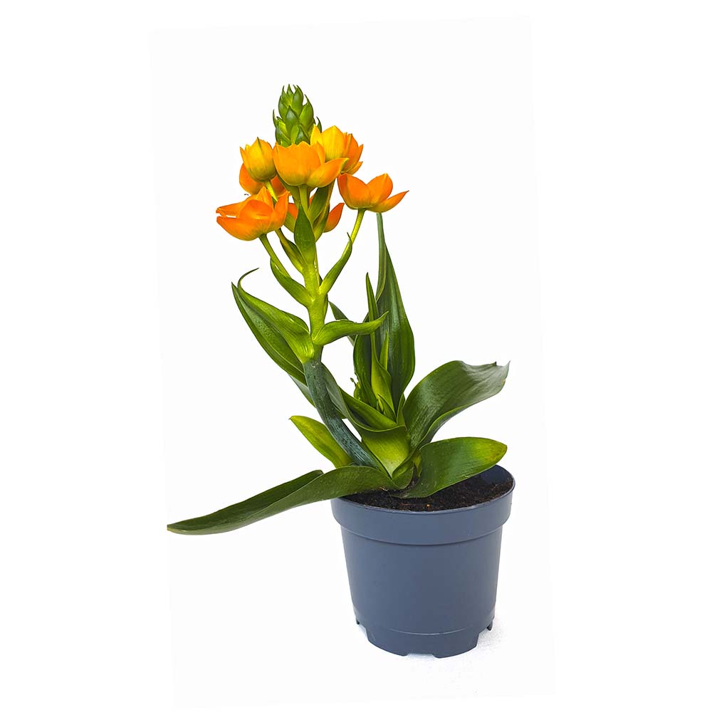 Gardify - Orangefarbener Milchstern