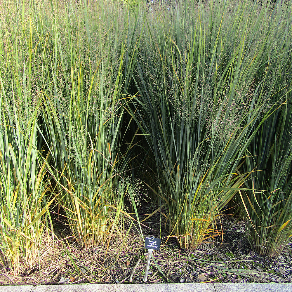 Rutenhirse 'Northwind' - Gardify