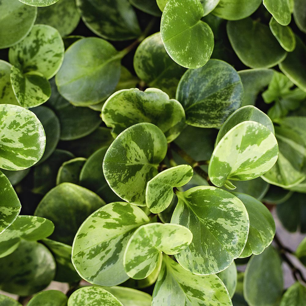 cornus alternifolia argentea variegata Buy Cornus alternifolia 'Argentea variegata' Variegated Pagoda Dogwood — Mr  Maple │ Buy Japanese Maple Trees