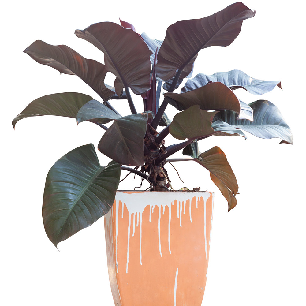 Baumfreund 'Black Cardinal' - Gardify