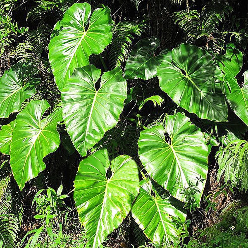 Gardify - Groer Philodendron