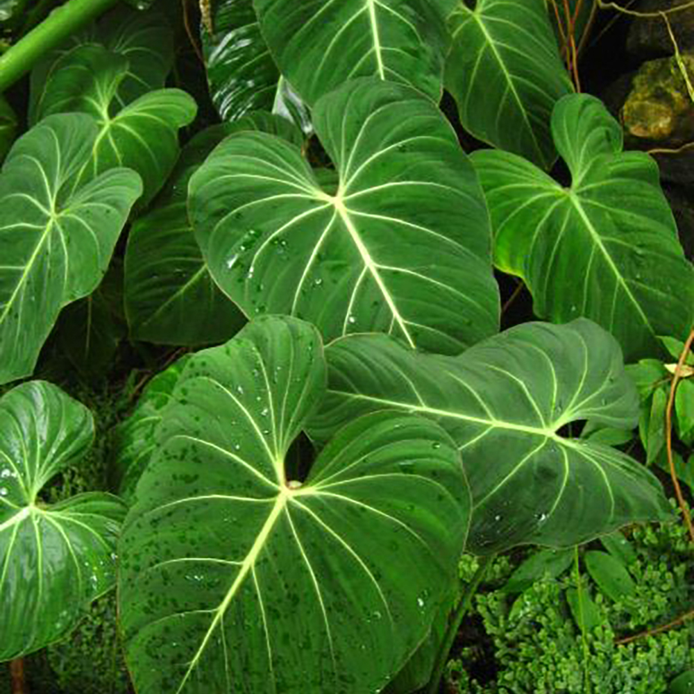 Gardify - Kriechender Philodendron