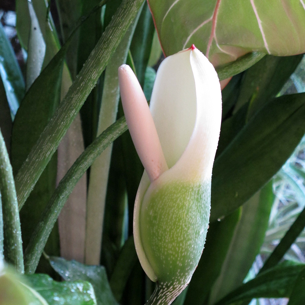 philodendron plowmanii black face Philodendron Plowmanii 4” main image 0