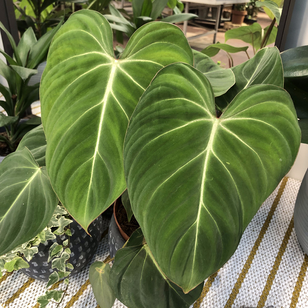 monstera adansonii type Monstera Adansonii