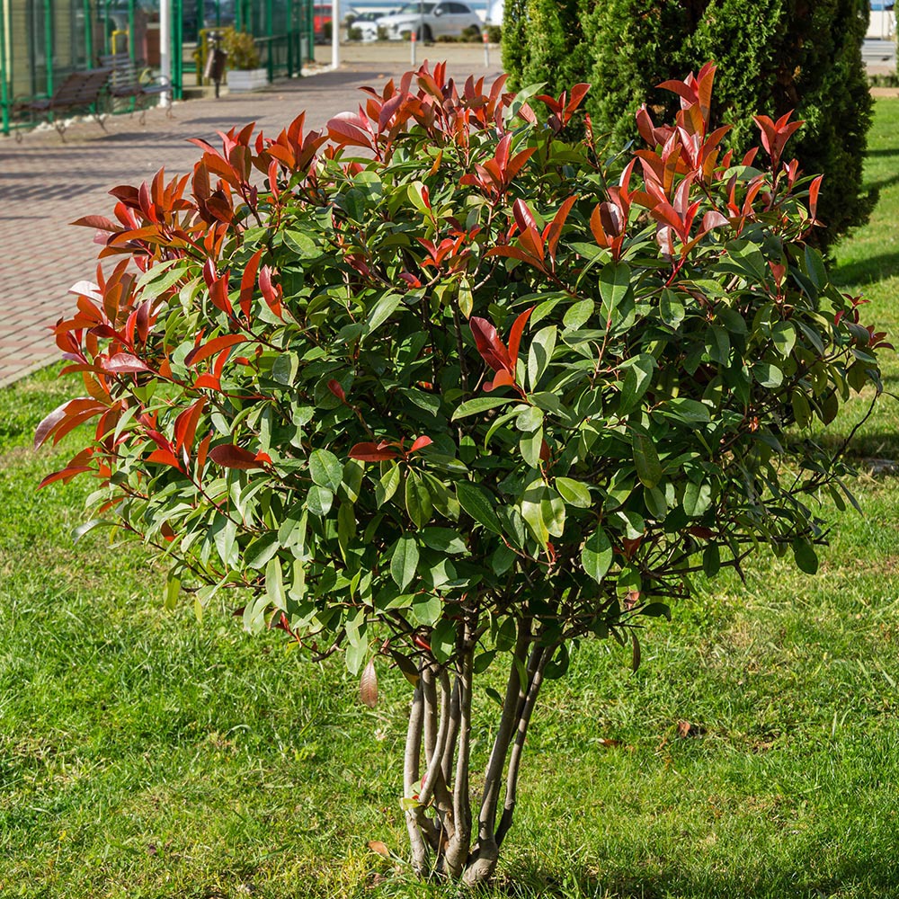 Gardify - Glanzmispel 'Red Robin'