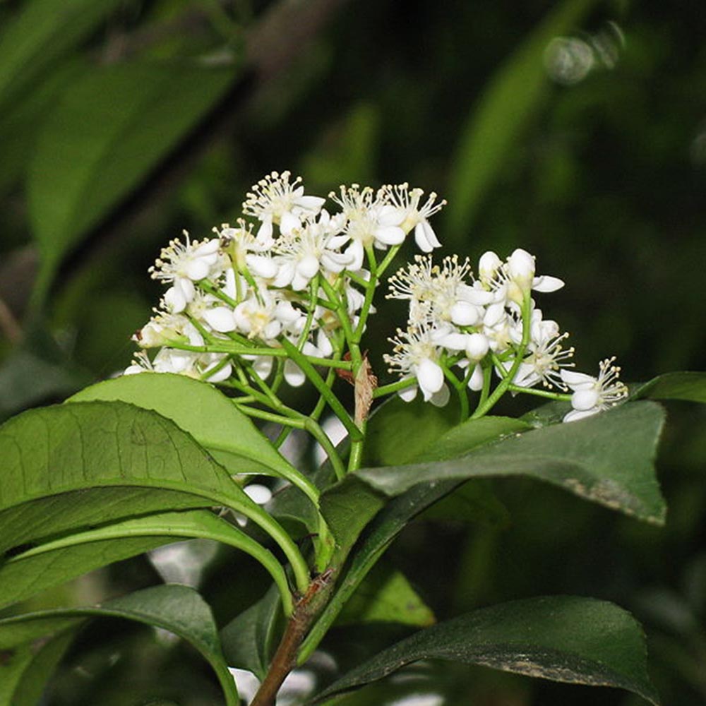 fargesia murielae 'maasai' FARGESIA MURIELAE LAVA (Dwarf Clumping Bamboo) – Scottish Bamboo main image 0