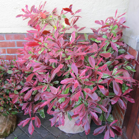Gardify - Weigrne Glanzmispel 'Pink Marble'