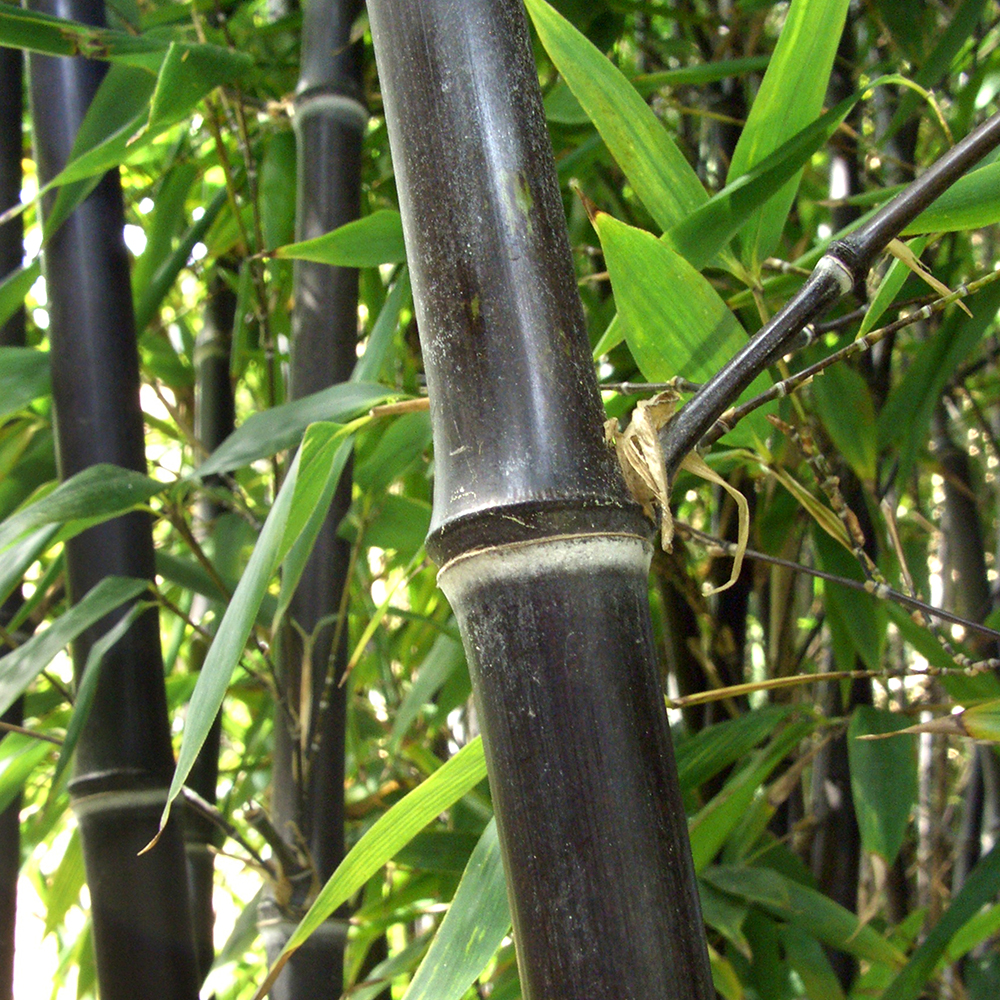 wie schnell wächst schwarzer bambus Schwarzer Bambus (Phyllostachys nigra) | 60-80 cm im Topf