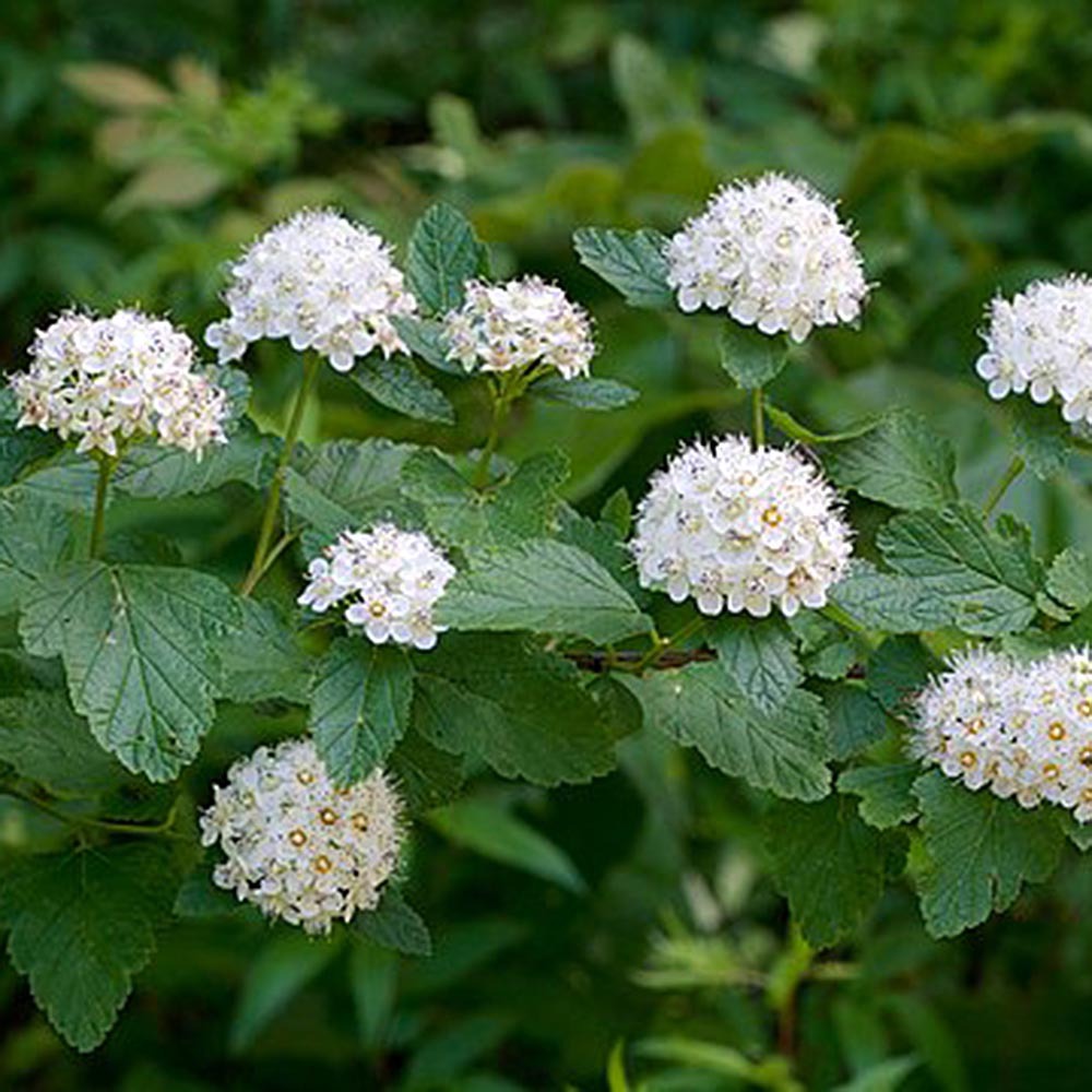 dnger kalium magnesium Purgrn Bio-Obstbaum-Dnger 1 kg