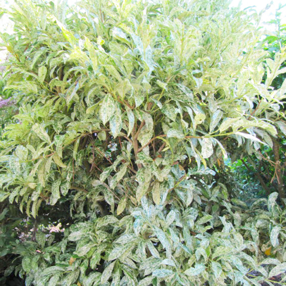 monstera monkey mask care Monstera adansonii - Philodendron Monkey Mask Houseplants | Hortology