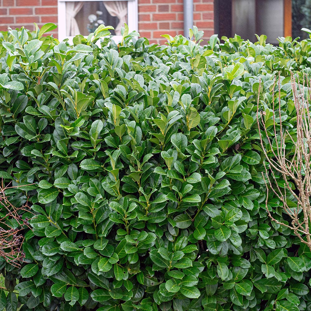 pflanzhits kirschlorbeer Portugiesischer Kirschlorbeer – Prunus lusitanica 'Angustifolia' (Hoch –  Blupf by Kitzinger main image 1