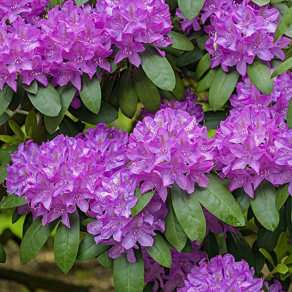 Gardify - Rhododendron 'Roseum Elegans'