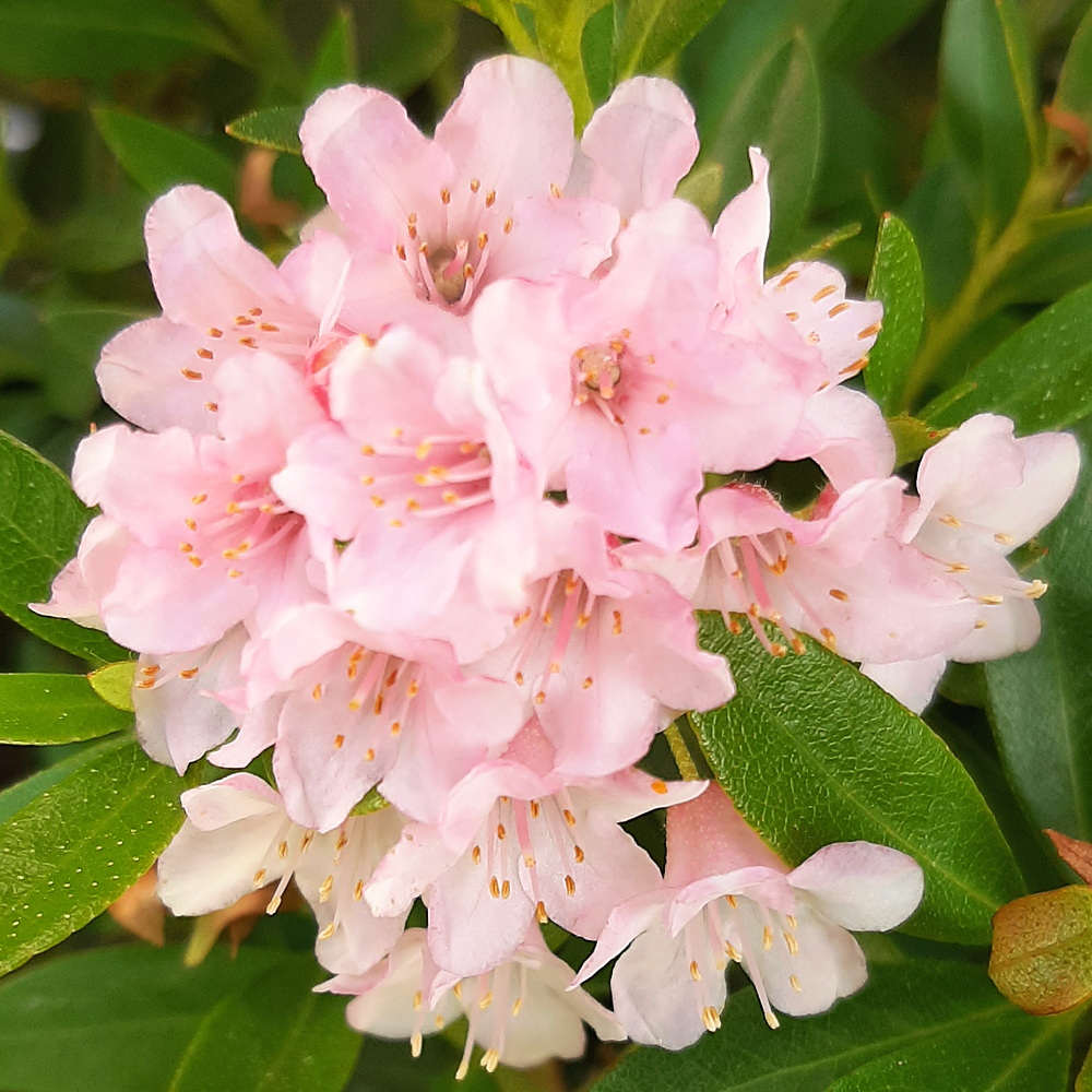 Gardify - Zwerg-Rhododendron 'Bloombux'