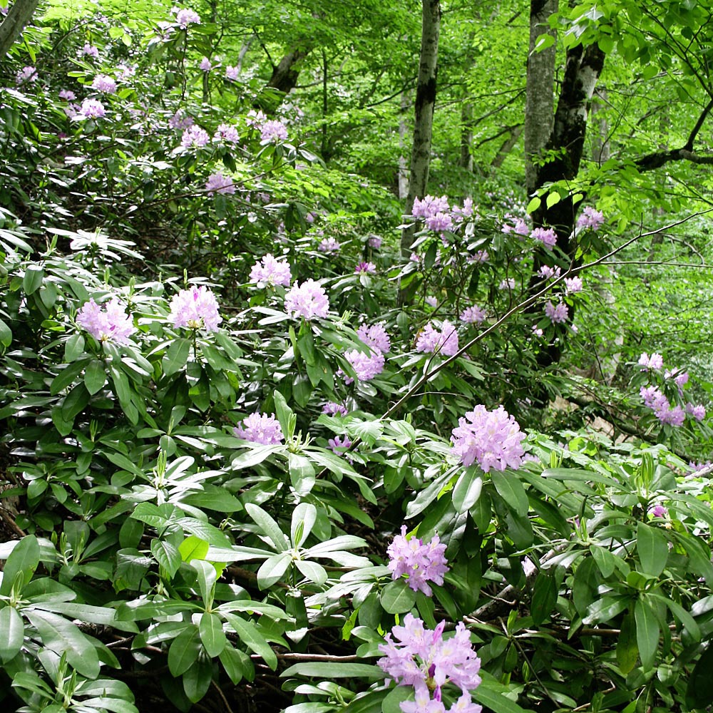 Gardify - Pontischer Rhododendron