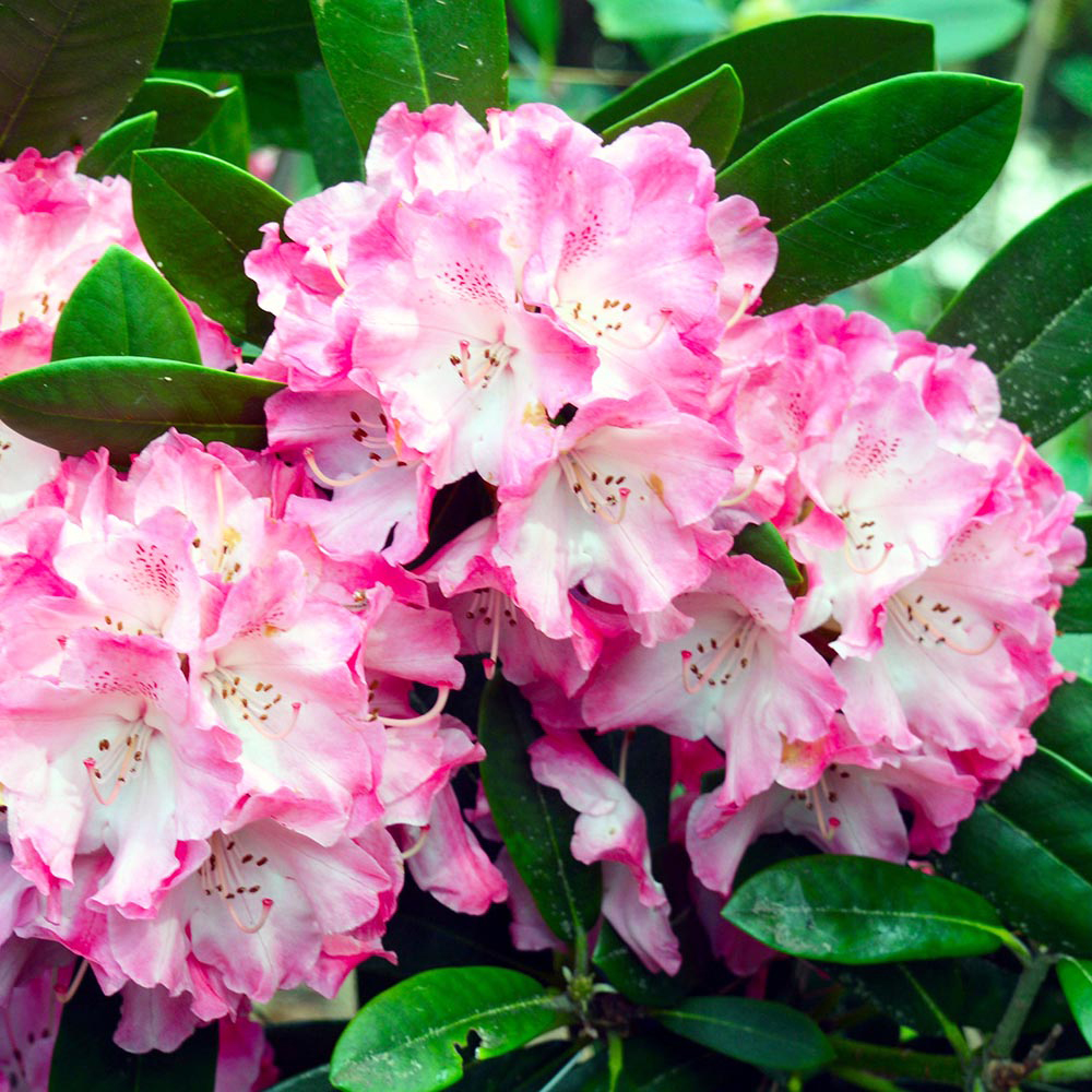 Gardify - Rhododendron 'XXL'