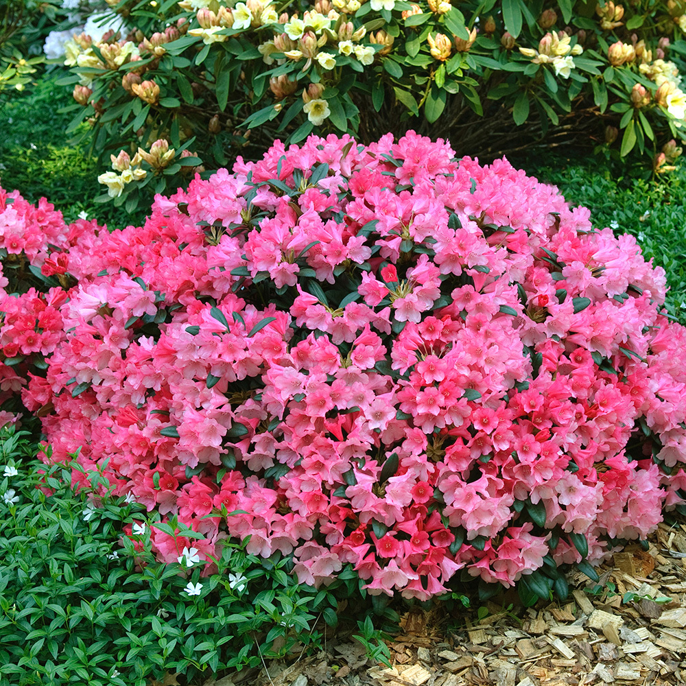 4ever goldy thuja Thuja 'Forever Goldy'