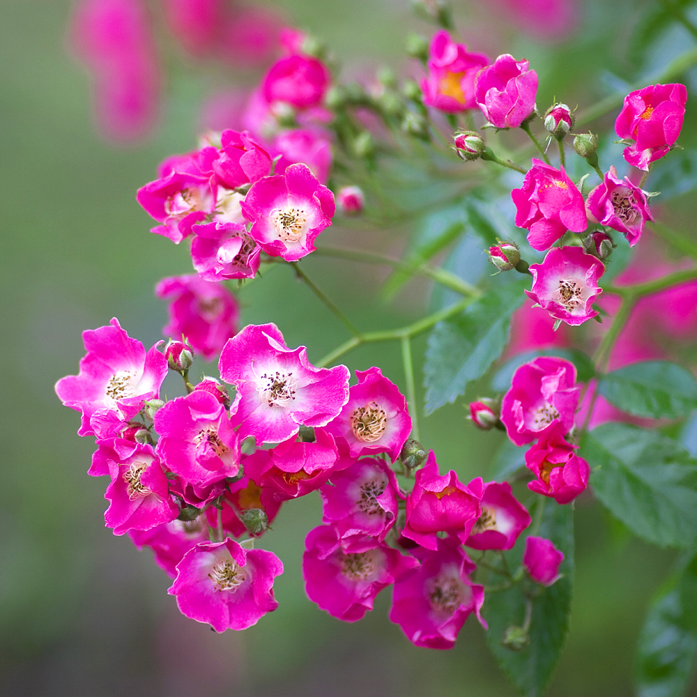 White Multiflora Rambler Multiflora-Rambler-Rose 'Maria Lisa' | Gardify