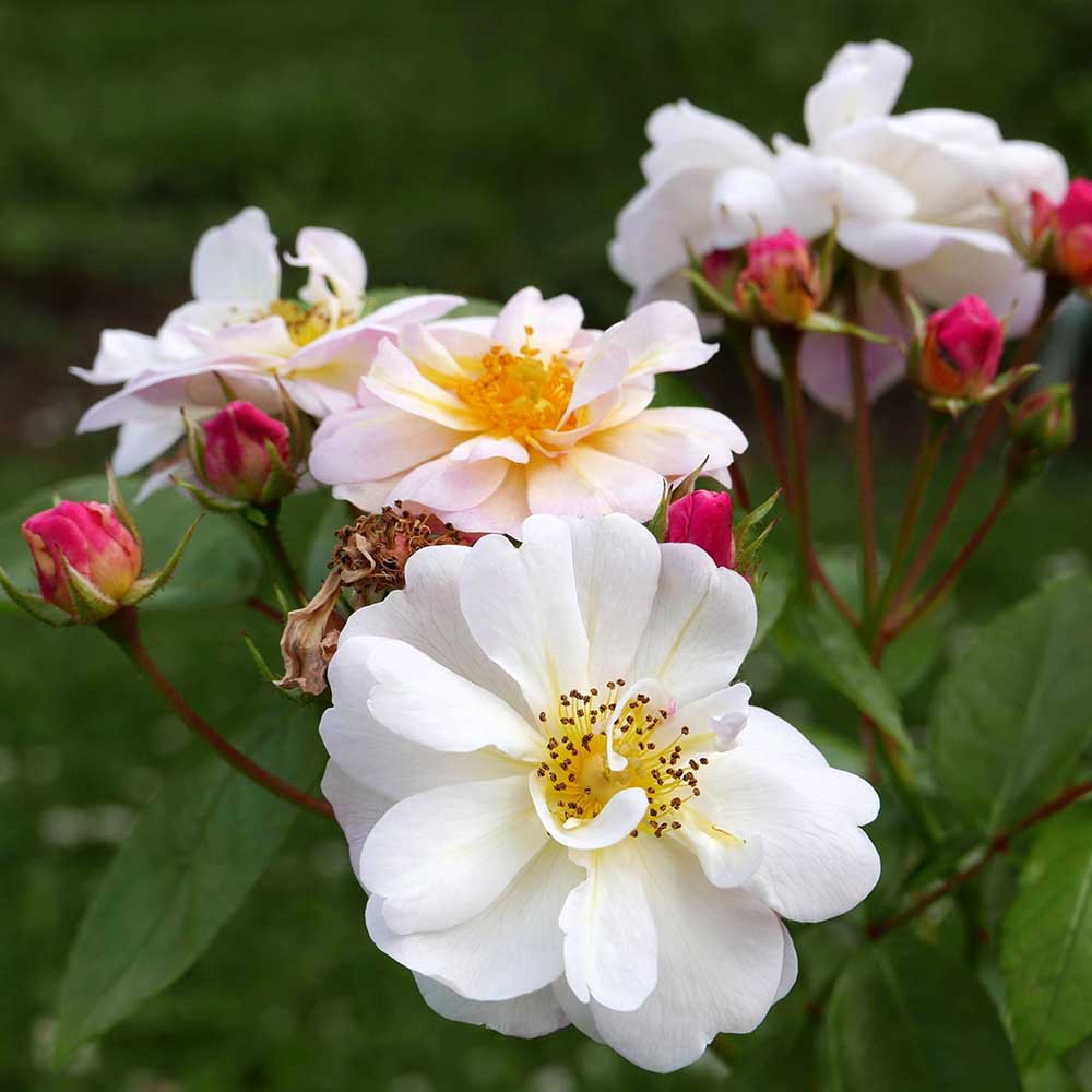 Moschus-Rose 'Queen of the Musk' | Gardify