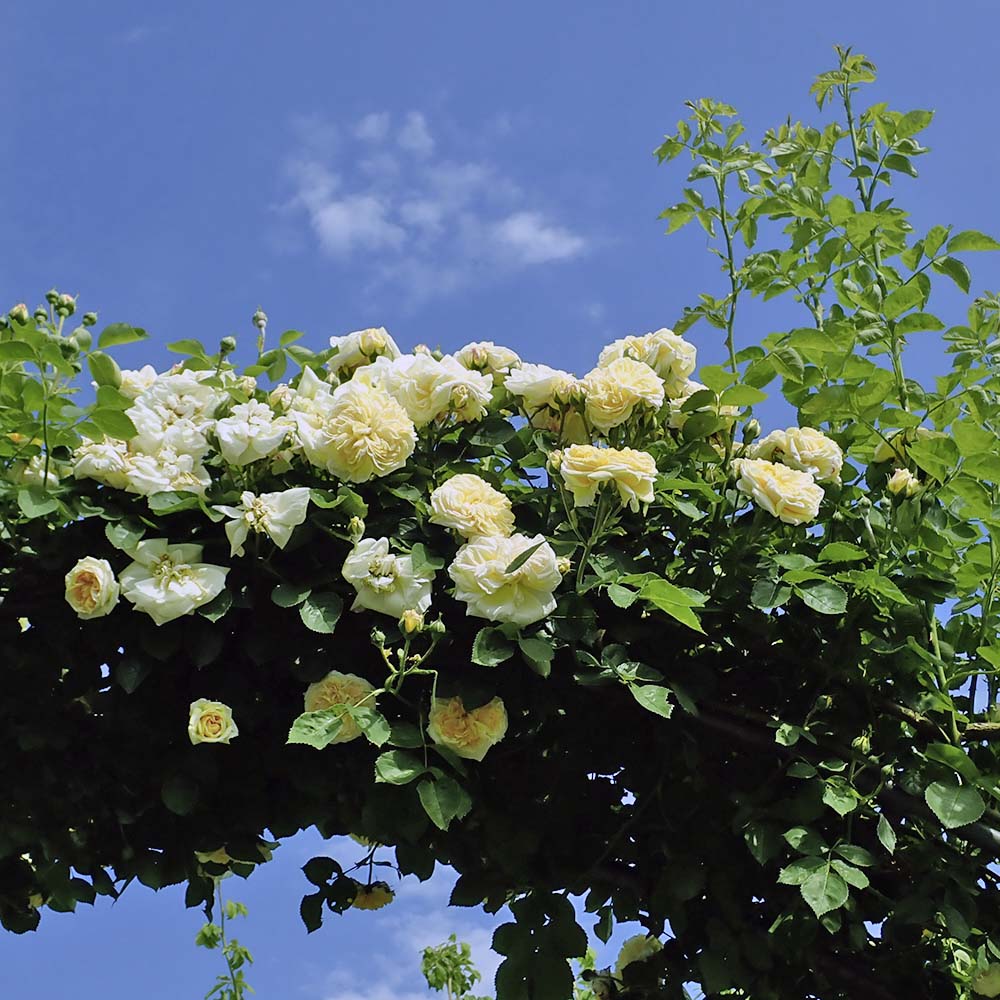 Kletterrose 'Alchymist' | Gardify