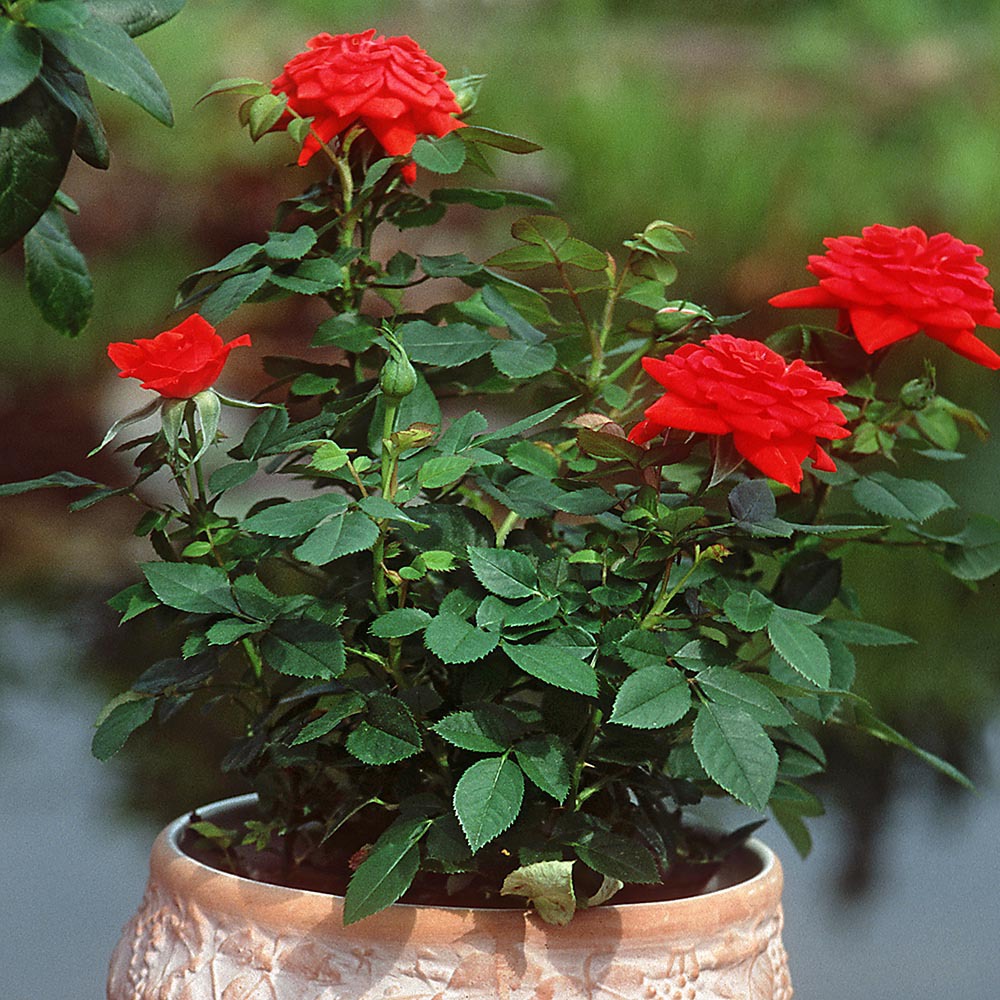 Gardify - China-Rose