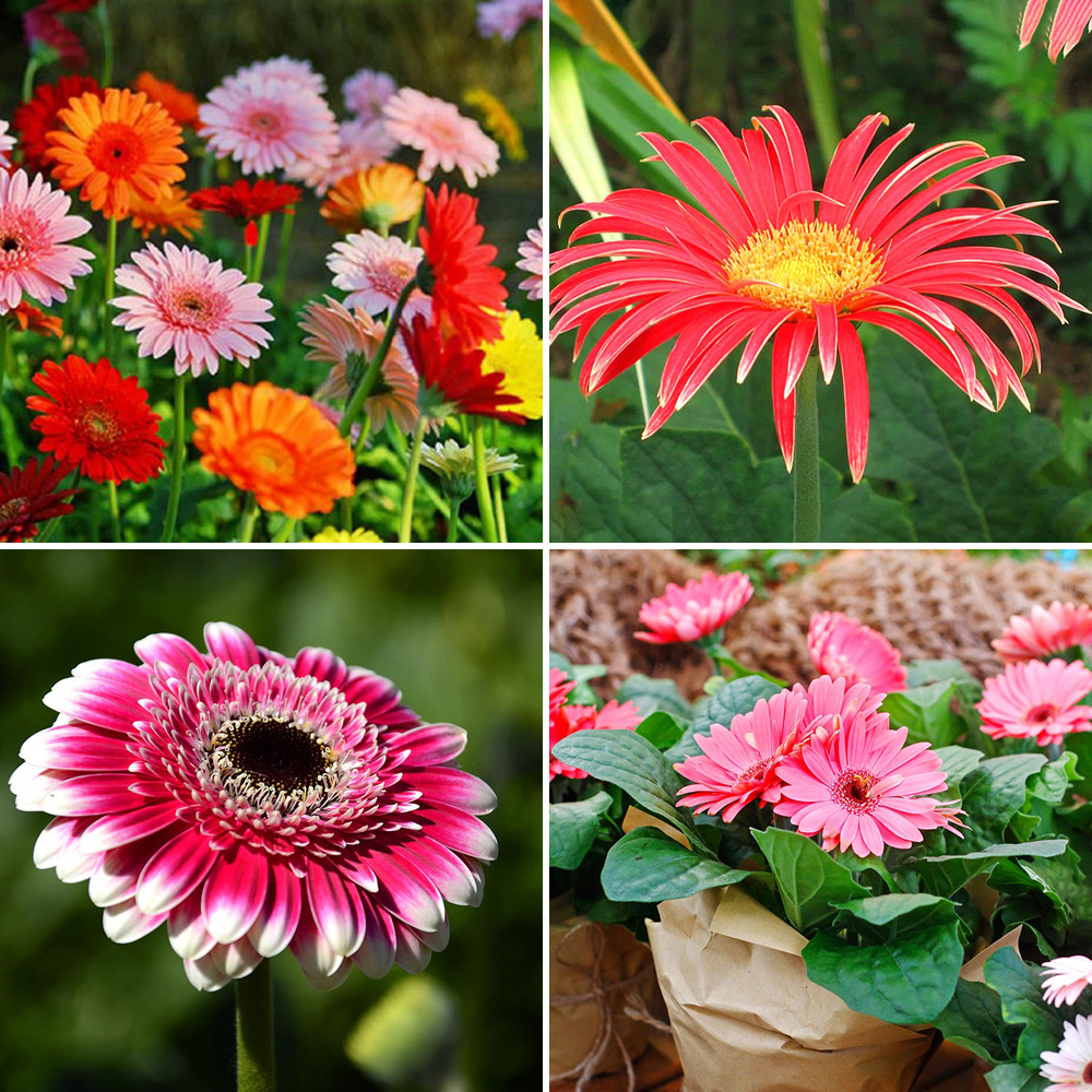 Barberton-Gerberas - Gardify