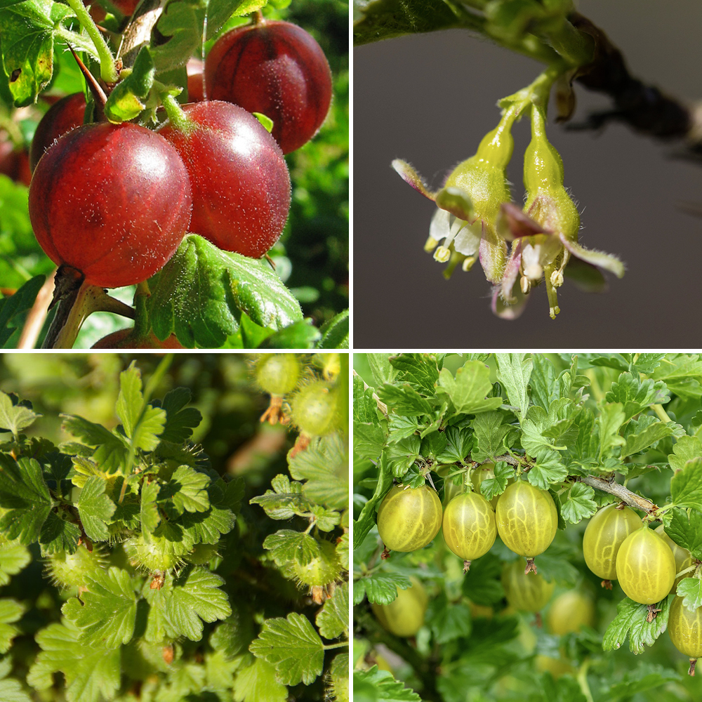 Gardify - Stachelbeeren