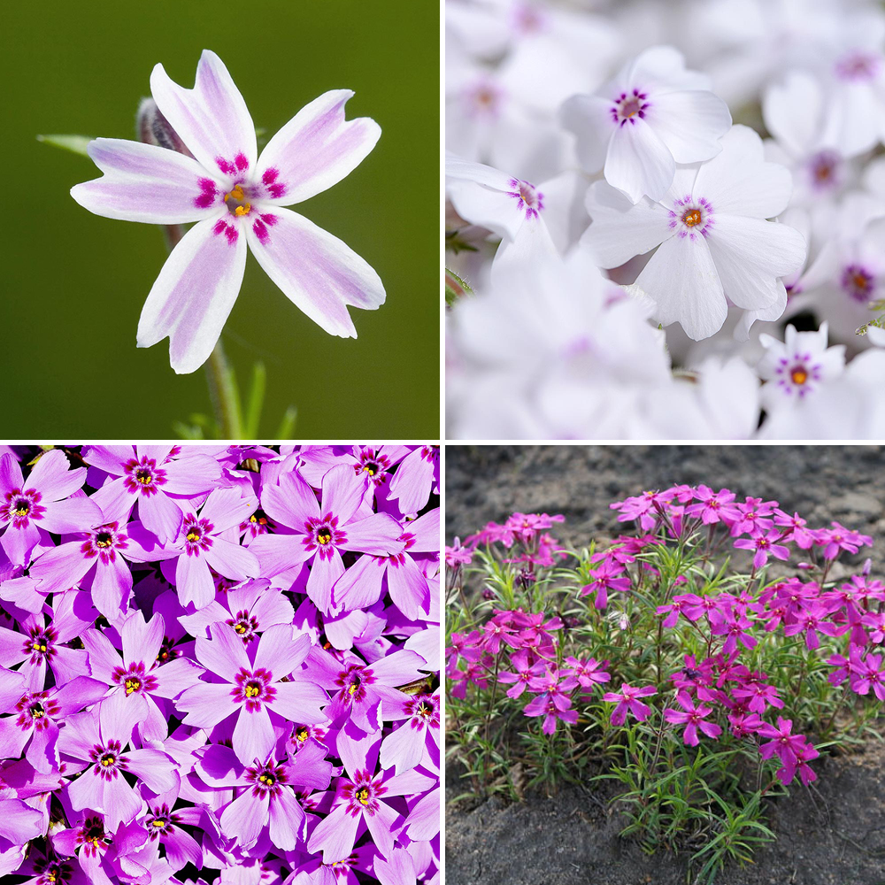 Gardify - Polster-Phlox-Sorten