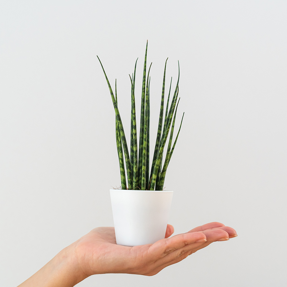Zylindrischer Bogenhanf 'Fernwood Mikado' - Gardify