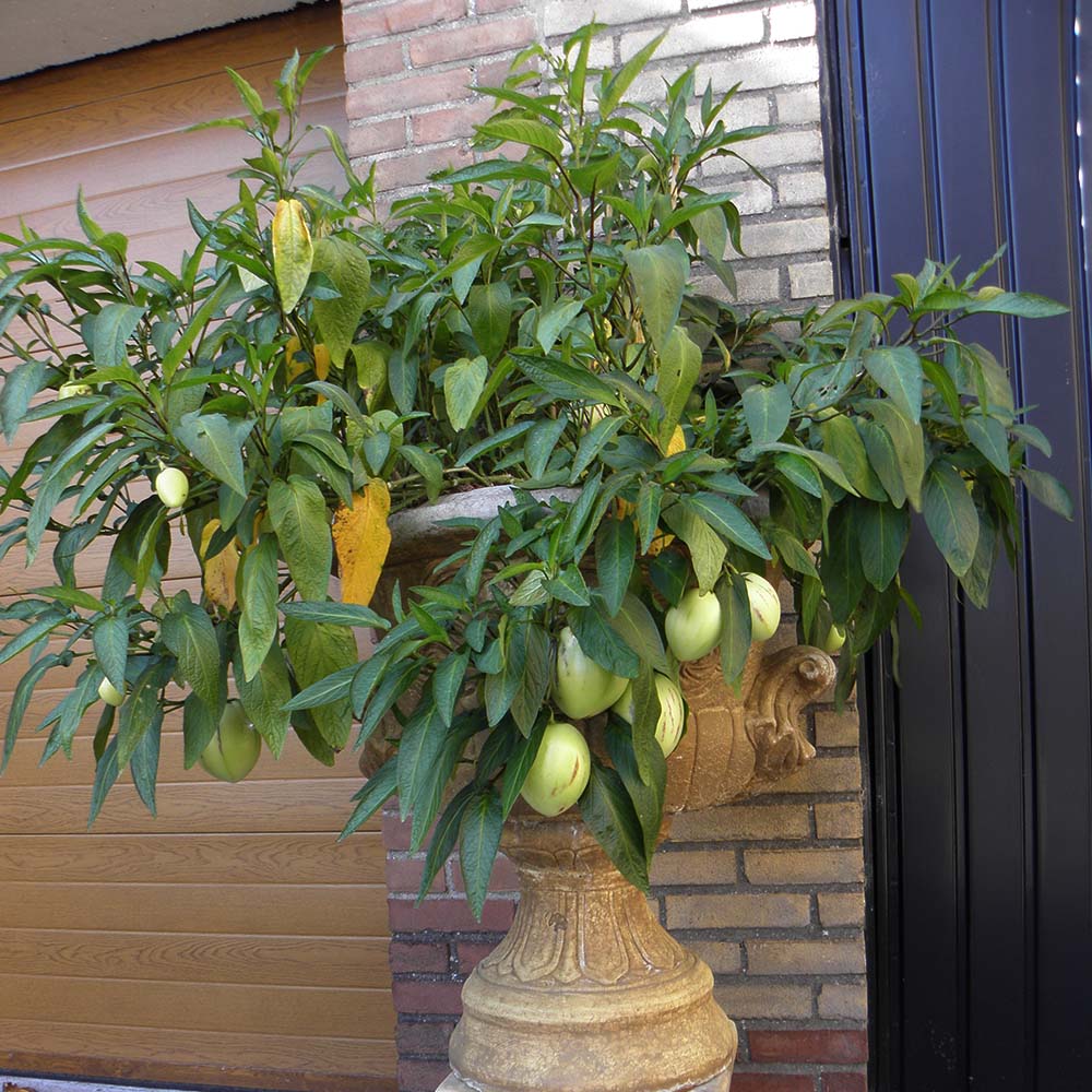 Gardify - Birnenmelone