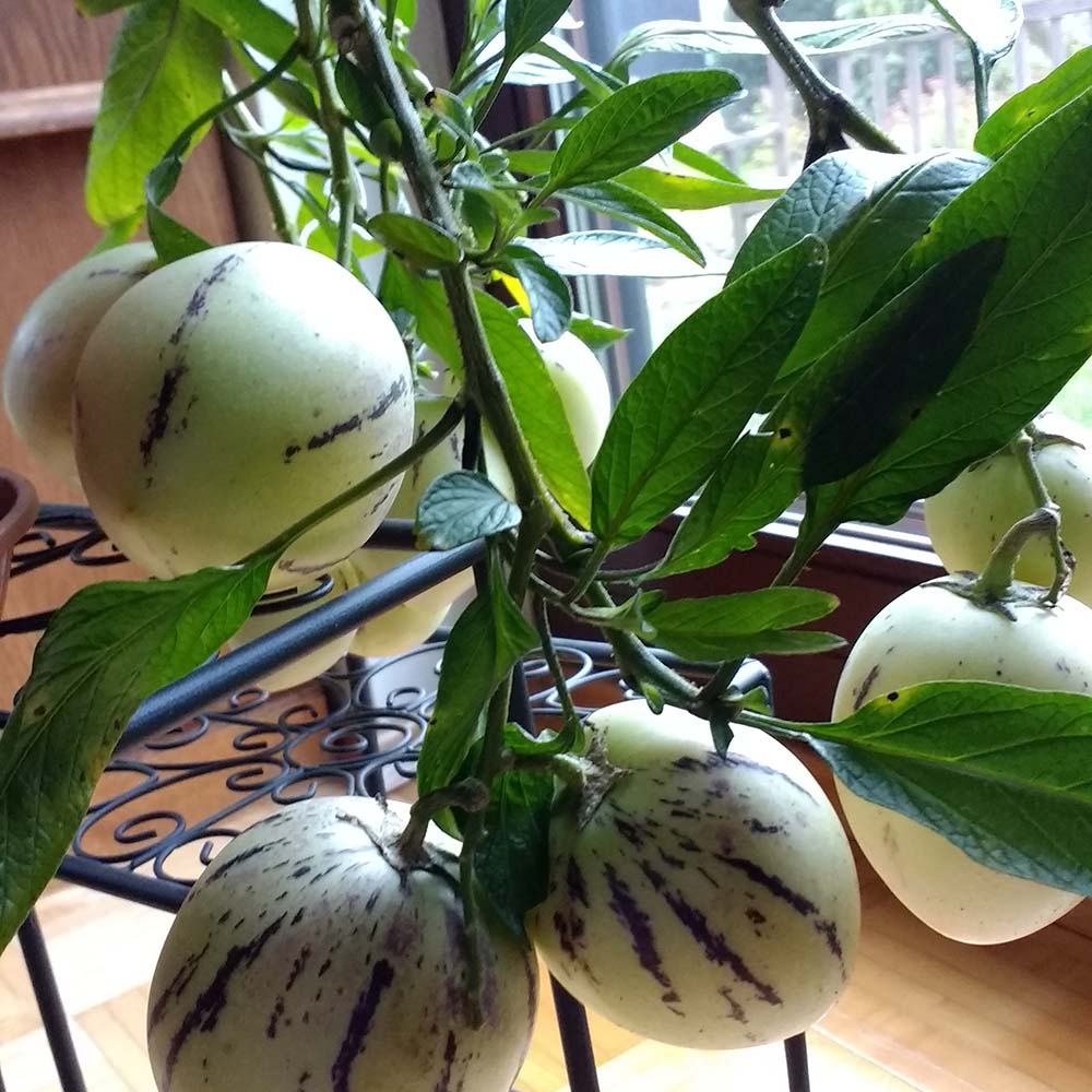 Gardify - Birnenmelone