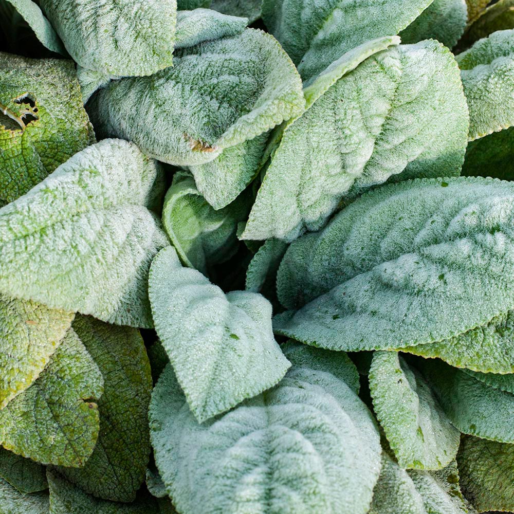 hoya macrophylla variegata Hoya macrophylla 'Pot of Gold' main image 1