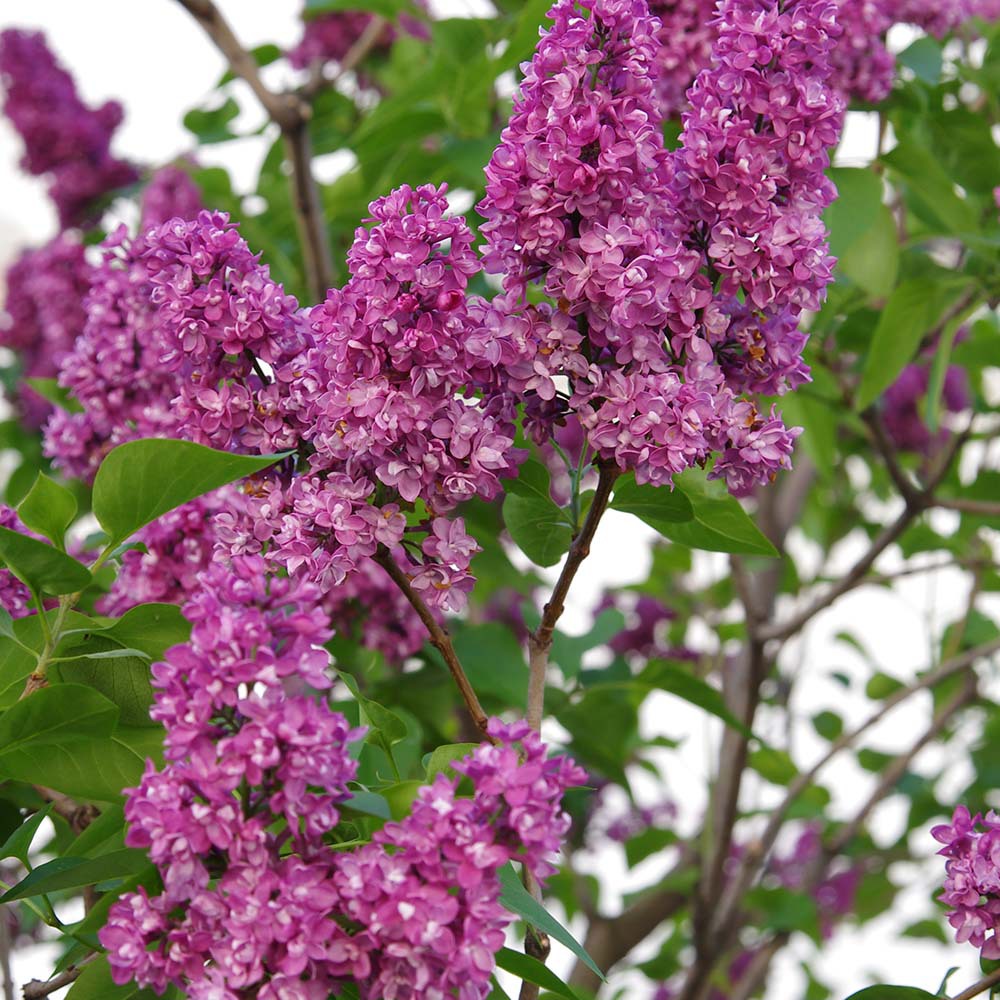 Gardify - Edelflieder 'Adelaide Dunbar'