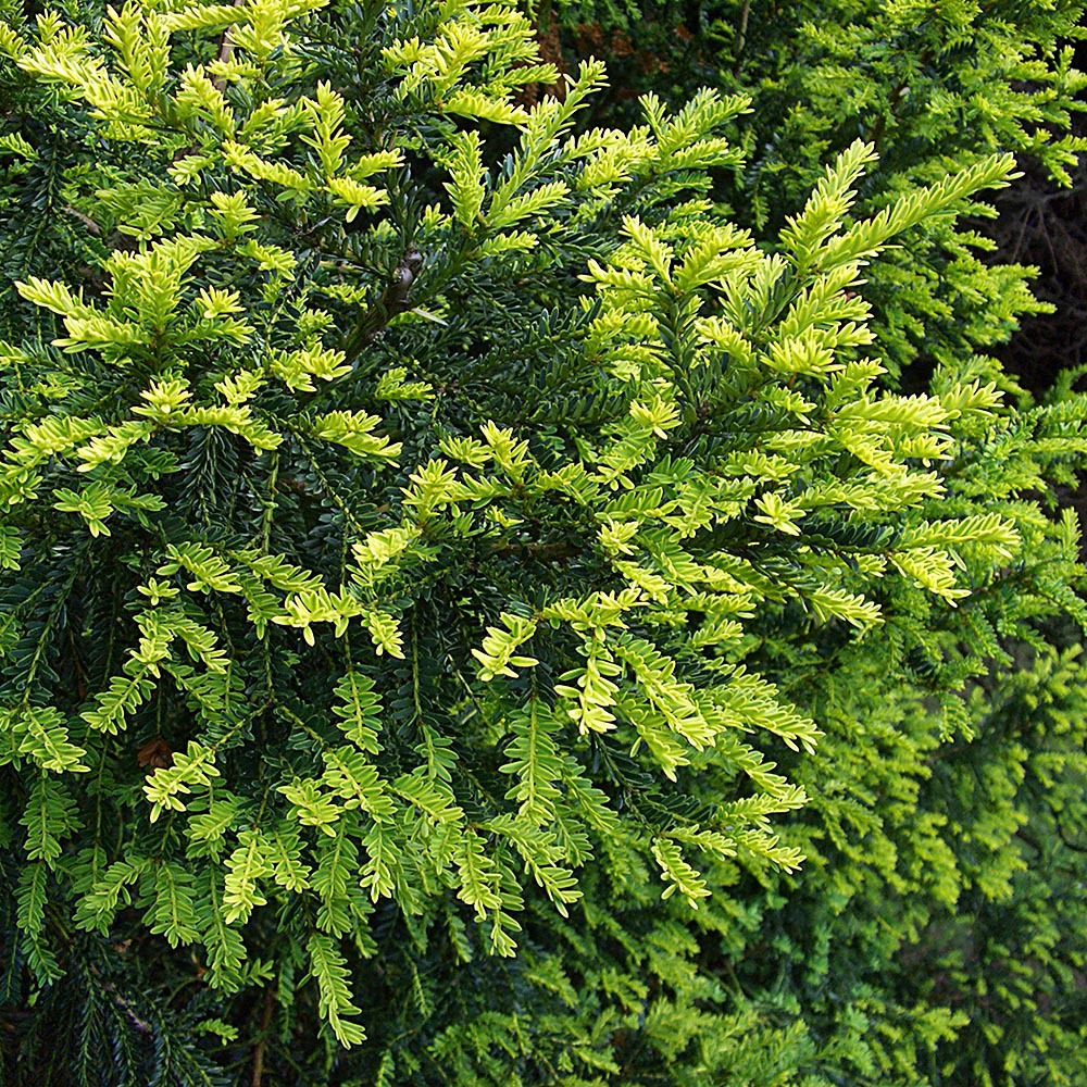 Gardify - Goldeibe 'Adpressa Aurea'