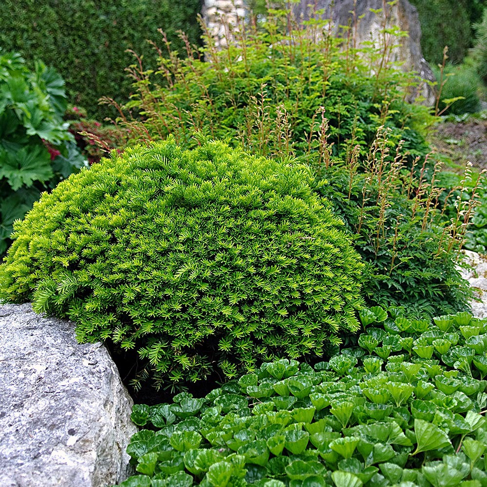 fagus red obelisk Fagus sylvatica 'Red Obelisk' – Majestic Trees main image 1