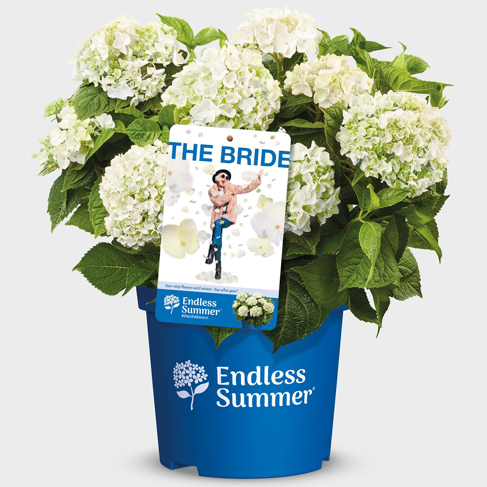 Gardify - Endless Summer-Hortensie 'TheBride'