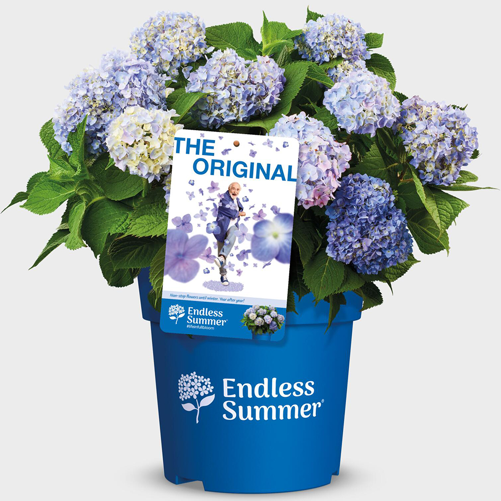 Gardify - Endless Summer-Hortensie 'The Original' Blau