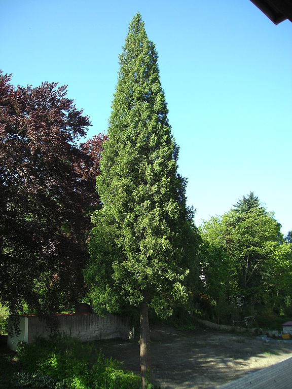 thuja occidentalis smaragd spirale Thuja (Spiral) main image 0