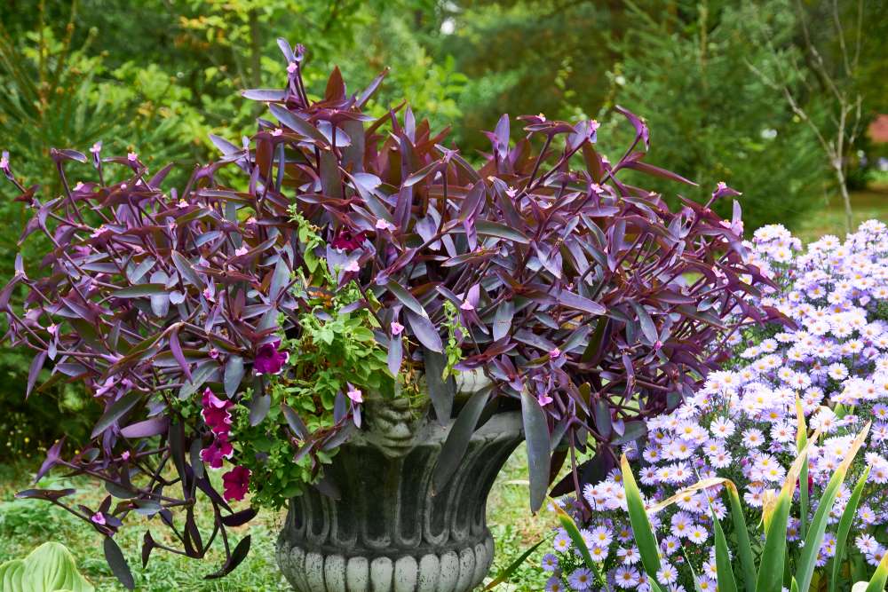 zimmerpflanze hochstamm Birkenfeige Ficus Benjamina Exotica Stämmchen ca 120 cm – Pflegeleichte  Zimmerpflanze & Grünpflanze für Wohnzimmer und Büro main image 1