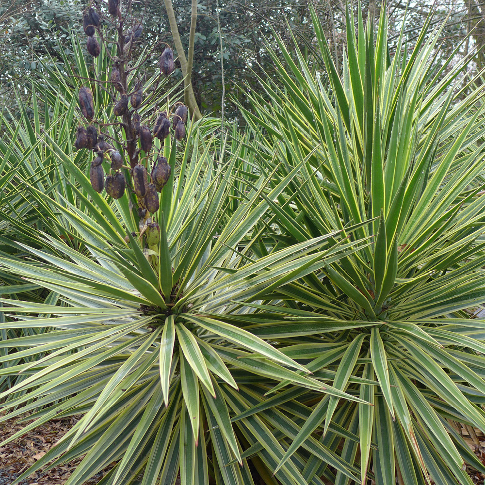 Gardify - Graue Palmlilie 'Marginata'