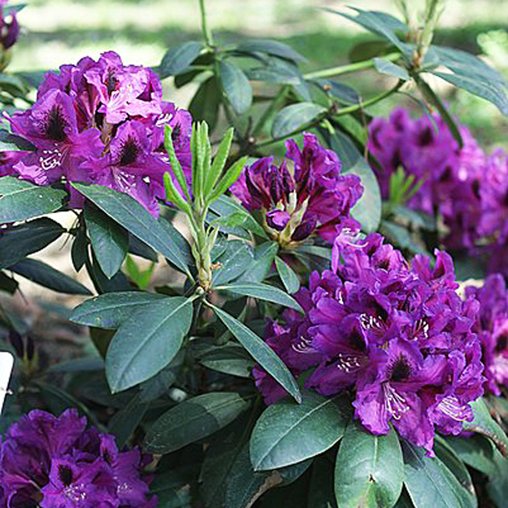 Rododendras Rasputin Gardify - Rhododendron 'Rasputin'