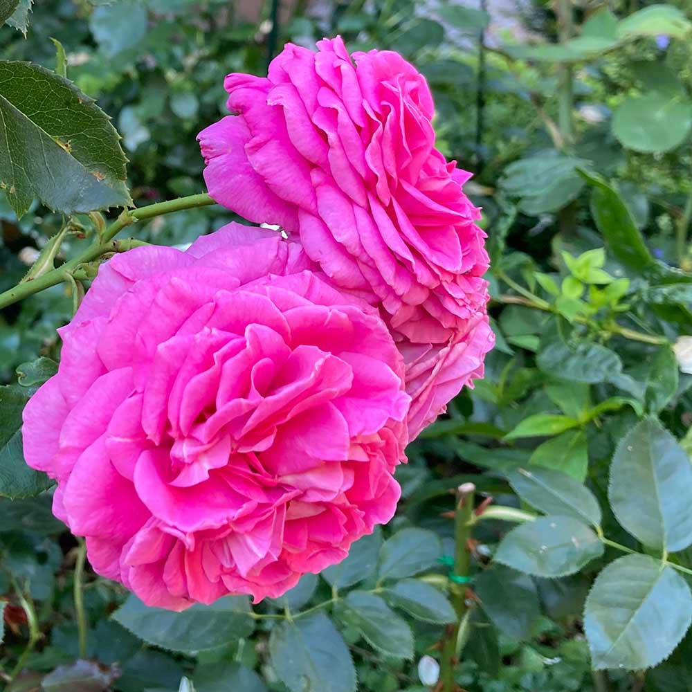 Beautiful Roses Jennifer Rose 'Jennifer Rose‘ | Gardify