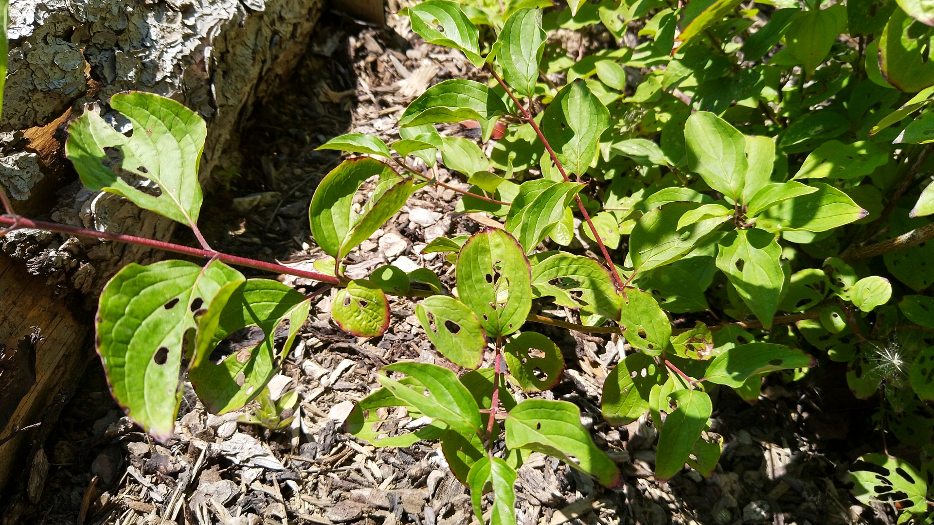 zimmerpflanze mit stamm Strahlenaralie - Schefflera Baum mit Stamm - 225cm