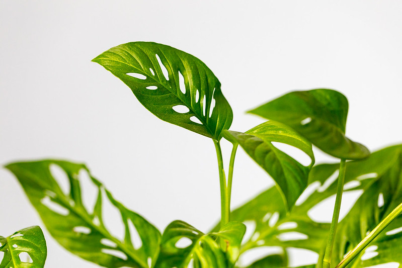 Gardify - Monstera adansonii gelbe Bltter